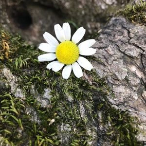 Meet your Posher, Fjona